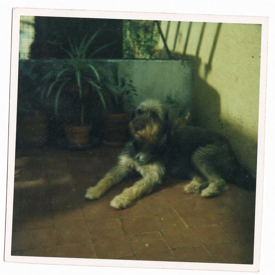 Foto da rullino del cane di casa, sfocata